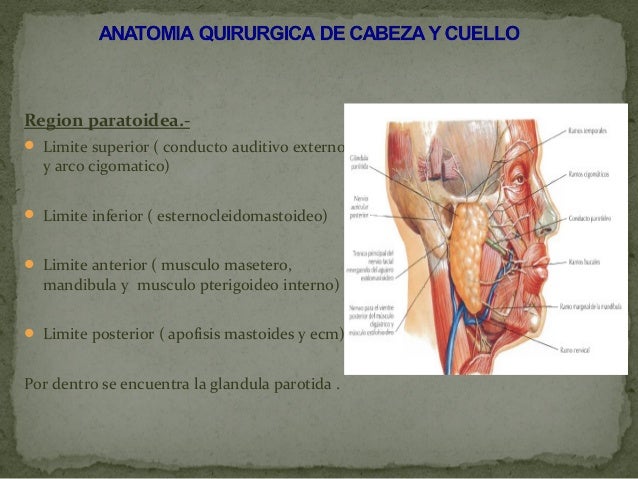 anatomia quirurgica facial Dirty pussy insertions